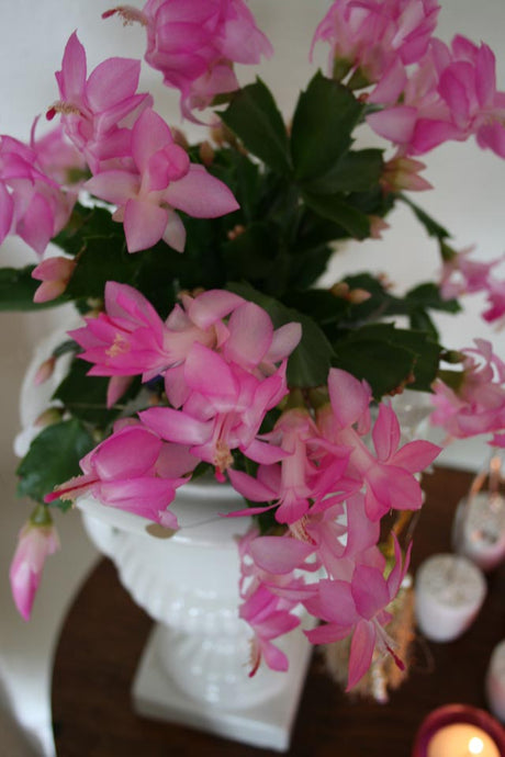 Novemberkaktus (Schlumbergera truncata) i urna på fot med rosa och vita blommor, modern inredning i svart, vitt och grönt med barocka mönster och silverdetaljer.