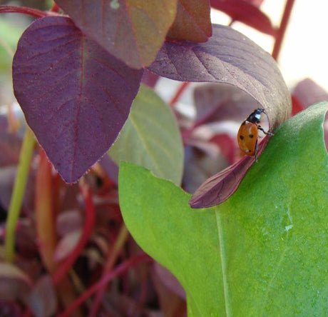 Nyckelpiga på blad i trädgården – nyttoinsekt för naturligt växtskydd som bekämpar bladlöss och andra skadedjur; förebyggande mot parasitära skador på prydnads- och nyttoväxter.