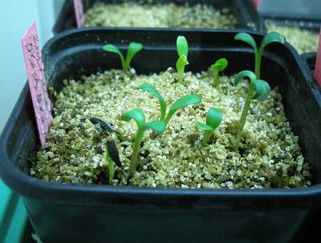 Nyfödda fröplantor i sålåda med såjord, perlit och sand, under lysrör i inneväxthus – frösådd med rätt ljus, fukt, vattning och tydlig märkning.