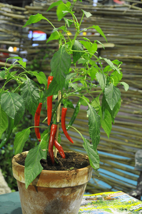 Chili i kruka inomhus vid ljust fönster – inomhusodling med växtbelysning, ekologisk jord samt lagom vatten och näring; övervintra chiliplantor.