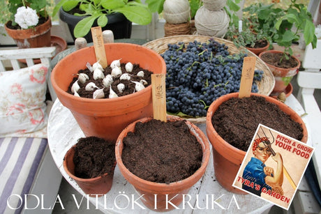 Odla vitlök i kruka – vitlöksodling i porös, näringsrik jord; plantera klyftor 5 cm djupt. Sorter Sprint, Messidor; blast, topplökar, allicin, samplantering med rosor och fruktträd.