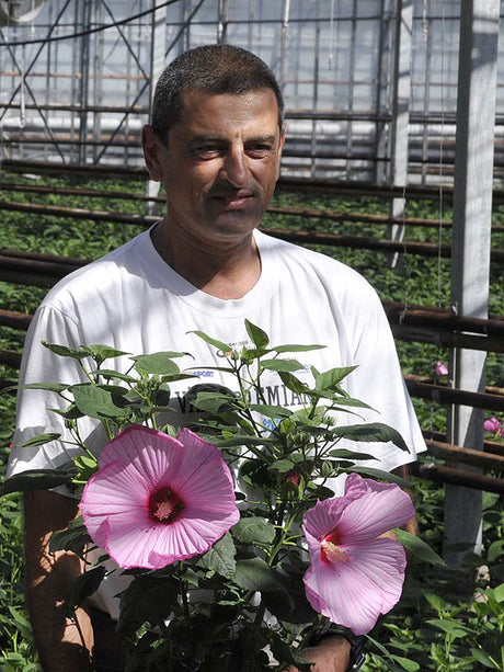 Newbiscus 'Mauvelous' hibiskus hos odlare i Skåne – enorma 30 cm blommor, vindskyddad placering i kruka i uterum/växthus i full sol, sensommarblomning, provodling för vinterhärdighet i Sverige