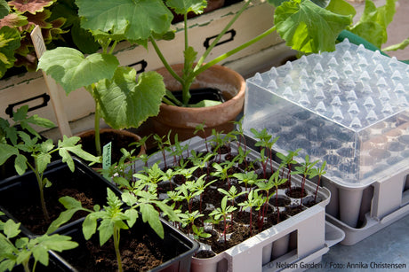 Plantstart Pluggbox från Nelson Garden – kompakt minidrivhus i grå plast med lock för 49 plantor (pluggdjup ca 5,5 cm), popup-system och fukthållande bottentråg; svensktillverkad, stapelbar och diskmaskinssäker för försådd på fönsterbräda.