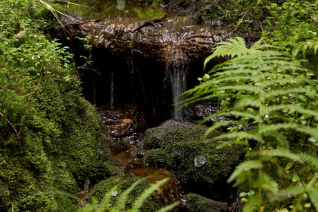 Oktobergrön mossa i Smålands natur på Astrid Lindgrens Näs – känslornas trädgård, melankoli och trädgårdssagan i stämningsfullt trädgårdsrum.