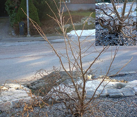 Ormhassel (trollhassel, Corylus avellana 'Contorta') med raka skott från ympad grundstam; beskärning vårvinter och löpande borttagning för att bevara slingriga grenar i trädgården.