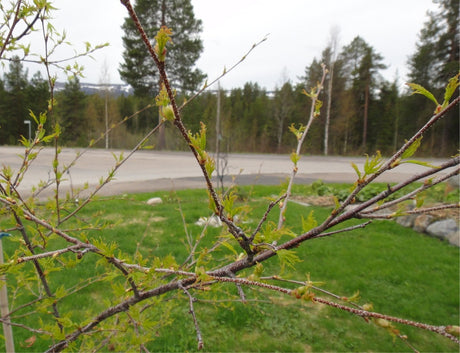 Ornäsbjörken i full grönska i Malmberget, Lappland – 7 mil norr om polcirkeln – med dygnet-runt-ljus och snöfläckar på Dundret; vårens explosion efter regn och solsken, hägg och syren i stora knoppar.