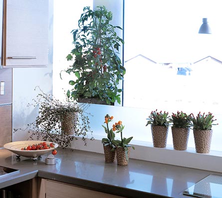 Lysande orange stjärnlök (Ornithogalum dubium) i ljust köksfönster – prydnadsväxt och blickfång i soligt kök som lyfter växter i köket och grön inredning.