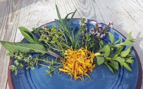 Örtmarinerad fetaost i ekologisk olivolja med hemodlade örter som citrontimjan, rosmarin och oregano – recept och tips från Ekoplantan/Monika Hulthe i Småland.