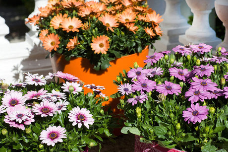 Stjärnöga (Osteospermum/Afrikansk Marguerite) – sorterna Kalanga, Atilla och Tosca i dansk förädling; färgstark sommarblomma för kruka och rabatt som lockar bin och fjärilar
