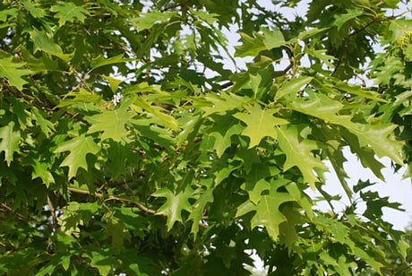 Rödek Quercus rubra E i höstfärg – orangeröda, rostbruna djupflikiga blad på träd med bred krona; snabbväxande park- och alléträd för soliga lägen och väldränerad, näringsrik jord, härdigt till zon 4(5).