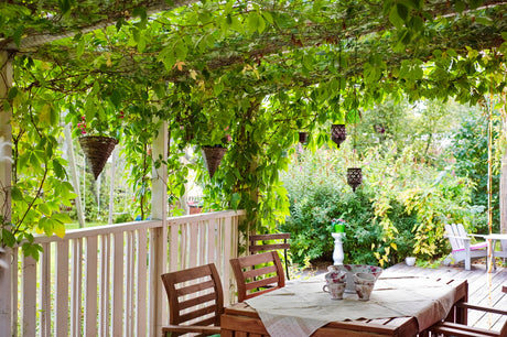 Vildvin (Parthenocissus) som lövtak över pergola på altan i söderläge – klätterväxt som ger skugga mot stark sol, svalkar uterum och skapar lummig grönska.