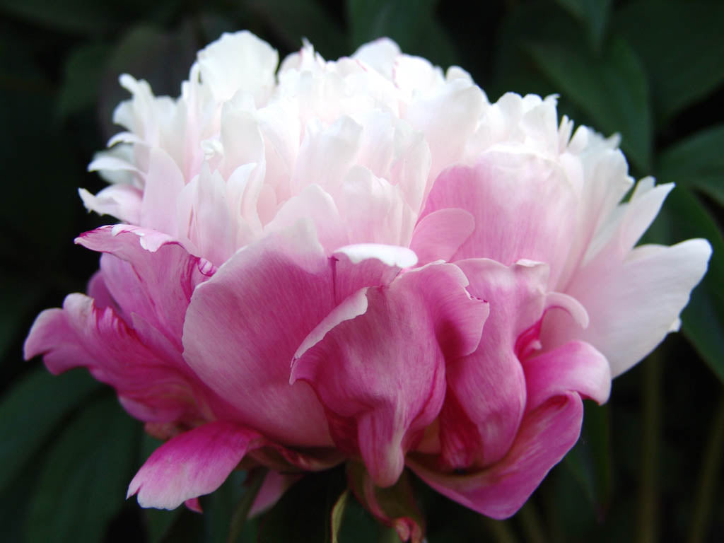 Närbild av Paeonia 'Peaches and Cream' – persikorosa pion med vit tofs. Lättodlad perenn för solig, väldränerad pionjord; plantera grunt och gödsla med kompost och benmjöl; fin med sällskapsväxter.