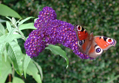 Påfågelsöga (påfågelsfjäril) på syrenbuddleja (Buddleja davidii) – nektarrik, sensommarblommande växt som gynnar fjärilar och bin i trädgården, perfekt för en fjärilsrestaurang och viktiga pollinatörer.