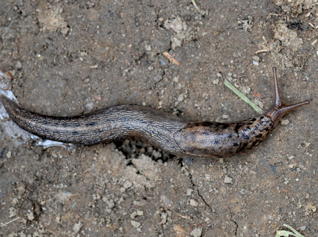 Pantersnigel (Limax maximus), även kallad leopardsnigel och kompostsnigel, på jord med slem i trädgården – nyttodjur som äter dött växtmaterial, inte mördarsnigel (Arion vulgaris)