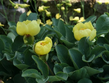 Paeonia wendelboi (persisk svavelpion) – dvärgväxande alpin pion från Khalkhal i Azerbajdzjan/Iran med klargula blommor och blågröna blad; odlas i Göteborgs botaniska trädgård; skiljer sig från Paeonia mlokosewitschii.