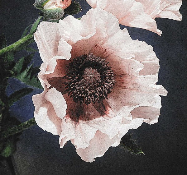Vallmo Papaver 'Perry's White' i blom i trädgården – samla frön på hösten och fröförvaring: torrt, svalt och mörkt; tips för sådd och hållbarhet.