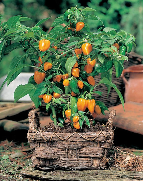 Paprika ’Orange Baby’ i kruka – små konformade, djupt orange frukter på kompakt planta; perfekt för balkongodling, mild och frisk smak, lätt att odla som chili och paprika.