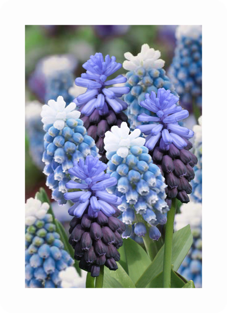 Blå pärlhyacinter (Muscari) i aprilblomning i rabatt – vårens färgsprakande lökväxt; tips för odling, plantering i grupper och drivning i kruka; nyhet: sorten Mount Hood & Latifolium.