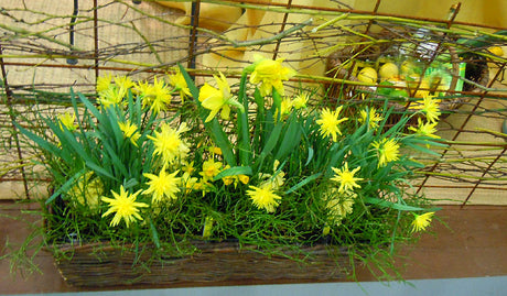 Påskarrangemang med penséer och narcisser i vårkruka vid entrén – trädgårdsråd för våren: plantering av vårlökar, skötsel, gödsling och tidig blomning.