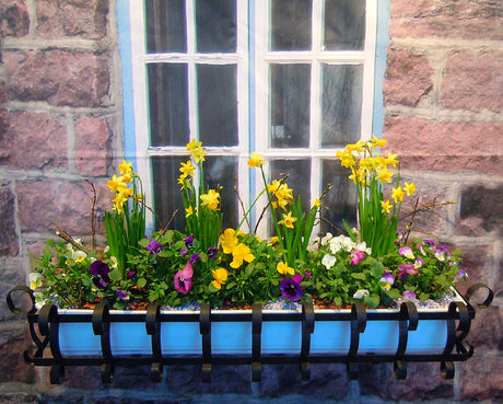 Påsklåda med vårplantering: tåliga penséer, pärlhyacint, narcisser, primula och gyllenlack, dekorerad med fjädrar och ägg – krukodlade vårväxter för balkong, entré och uteplats.