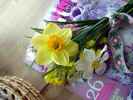 Påsklilja (Narcissus pseudonarcissus) – gul och vit vårblomma från Västeuropa, Amaryllidaceae; tålig lökväxt och traditionell påskblomma, populär som snittblomma och krukväxt.