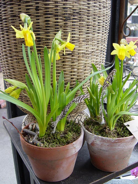 Minipåsklilja 'Tête-a-tête' – Narcissus Cyclamineus-Gruppen, Amaryllidaceae – gyllengula, milt doftande vårblommor med cyklamenliknande form; härdig krukväxt för påskdekoration, aprilblomning och utplantering, hybrid med Narcissus cyclamineus.