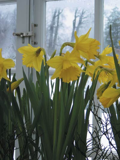 Påsklilja – Narcissus pseudonarcissus – gul och vit vårblomma (Amaryllidaceae), lättskött lökväxt för kruka och rabatt, klassiskt påskpynt som avskräcker rådjur.