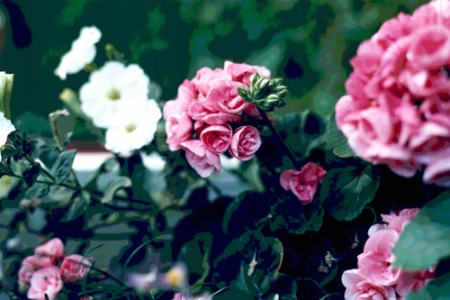 Pelargonen – en ros bland favoritblommorna i sommarens trädgårdsliv, odlad på solig fönsterbänk som lyser upp regniga dagar i Skandinavien; odling, sommar, trädgård, glädje i det lilla.