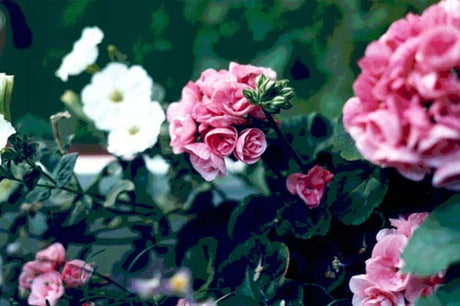 Pelargonen – en ros bland favoritblommorna i sommarens trädgårdsliv, odlad på solig fönsterbänk som lyser upp regniga dagar i Skandinavien; odling, sommar, trädgård, glädje i det lilla.