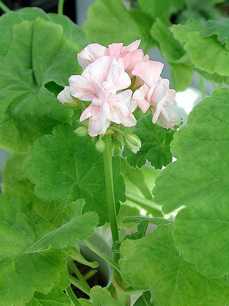 Mårbacka pelargonium ‘Sundborn’ in Karin Larsson’s drawing room at Lilla Hyttnäs, Sundborn—an iconic Carl and Karin Larsson home showcasing Swedish Arts and Crafts, National Romanticism, and lush houseplants.