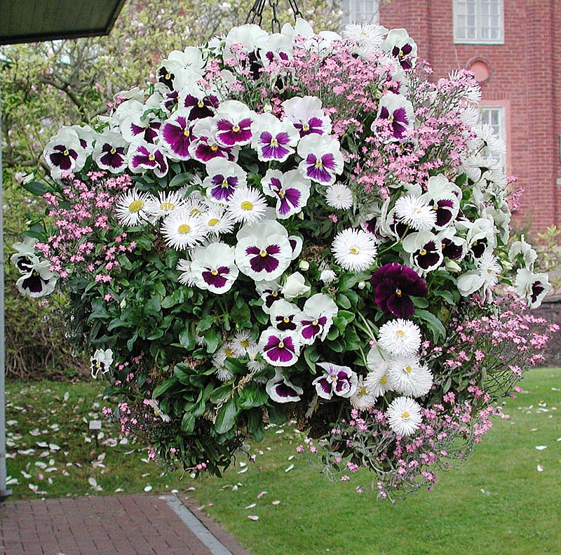 Ampel med vinröda och vita penséer, vita bellis och rosa förgätmigej – vårblommor och inspiration till vårkruka och ampelplantering från Göteborgs Botaniska trädgård