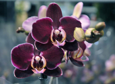 Phalaenopsis ’Elegant Debora’ – purpurfärgad brudorkidé med vinröda inslag på Julblommevisningen i Partihallarna, Göteborg; årets orkidétrender med djupa rödtoner och hybridorkidéer inför jul.