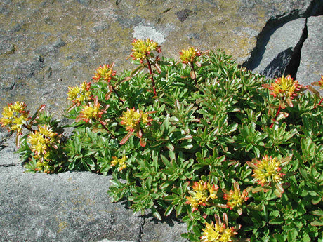 Smaragdfetblad Phedimus floriferus ’Weihenstephaner Gold’ – mattbildande stenpartiväxt/fetbladsväxt med guldgula blommor; lättodlad, torktålig och ideal för soliga, väldränerade lägen.