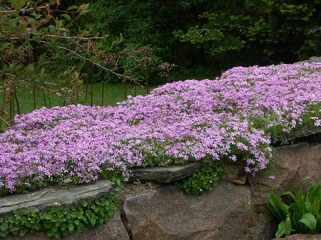 Mossflox (Phlox subulata 'Rosea') i full blom – lågvuxen, mattbildande marktäckare för stenparti, härdig vårblommande perenn med rosa blommor.
