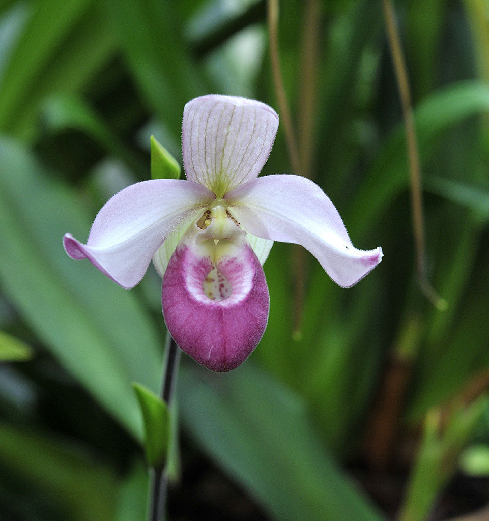 Orkidéfrossa i Botaniska trädgården i Uppsala: Phragmipedium cardinale, tropisk sko-orkidé i blom i växthuset – del av Sveriges största samling av tropiska orkidéer.
