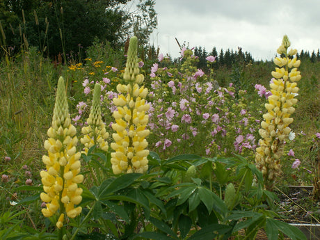 Fjällnära trädgård vid Oviksfjällen i Jämtland, växtzon 7–8, med härdiga perenner, rosor och träd, skyddad av vindskydd; odla i Norrland med rätt mikroklimat och tidigblommande växter.