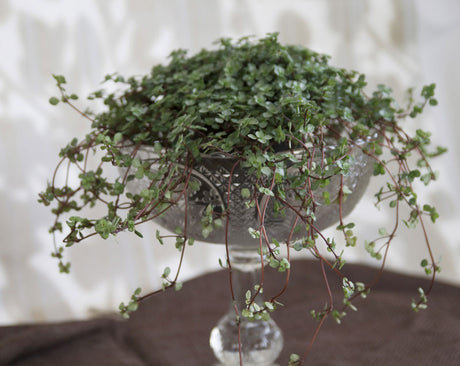 Pilea – tålig, lättskött krukväxt i halvskugga i öster- eller västerfönster; vattna ca en gång/vecka i väldränerad jord, perfekt för nybörjare.