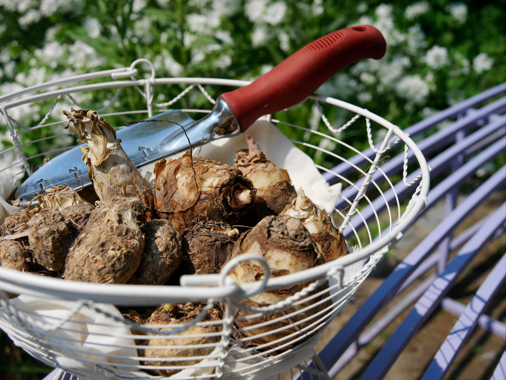 Plantera vårlökar i rabatt – allium, tulpaner, narcisser, krokus och pärlhyacinter – grupplantering i lökkorgar med rätt planteringsdjup, benmjöl och väldränerad jord för lång vårblomning.