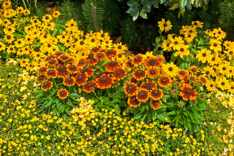 Sommarrudbeckia (Rudbeckia hirta) Toto Gold och Toto Rustic i plantering – färgstarka sommarblommor för krukor och rabatter; solig plats, näringsrik väldränerad jord, bra som snitt, rik på nektar och pollen för pollinatörer.