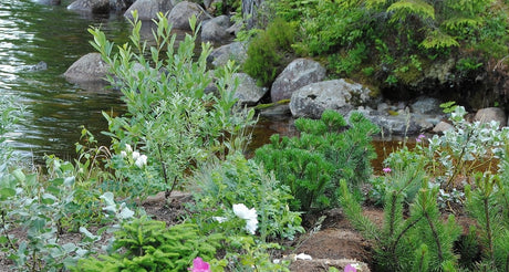 Plantering vid strand i trädgård av Kristina Bonander i Bloggkollen på Odla.nu – inspirerande trädgårdsblogg om hållbar odling, ängar och hagar, naturens tålamod, gemenskap och trädgårdens naturliga utveckling.