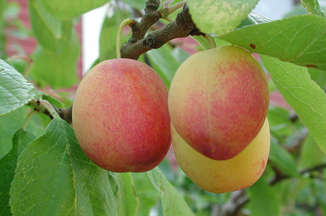 Plommon på träd i solig trädgård – plantera fruktträd på våren eller hösten; krukodlade plantor, rätt stamhöjd, stödkäpp, vattna, gnagskydd och beskärning för riklig skörd.