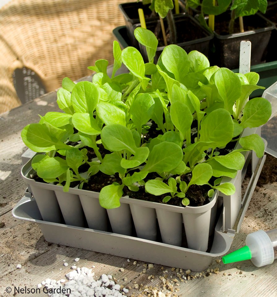 Pluggbox från Nelson Garden med 49 cellers sålåda, bottentråg och lock – perfekt för frösådd och förodling med vattning underifrån, ventilation och smidig omplantering (popup-effekt).