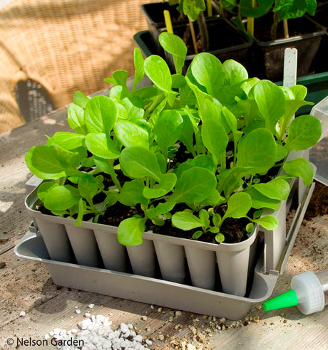 Pluggbox från Nelson Garden med 49 cellers sålåda, bottentråg och lock – perfekt för frösådd och förodling med vattning underifrån, ventilation och smidig omplantering (popup-effekt).