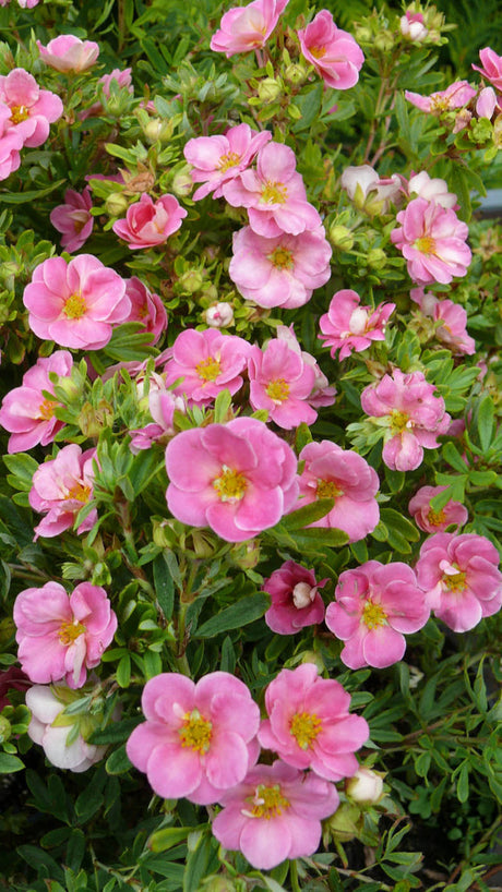Härligt rosa tok, Potentilla fruticosa 'Pink Paradise' – varmrosa halvfyllda blommor och fräscht grönt bladverk; lång blomning juni–höst, lockar bin och fjärilar; härdig i zon 3–4, lättskött, tålig mot torka och salt för rabatt, solitär och låg häck.
