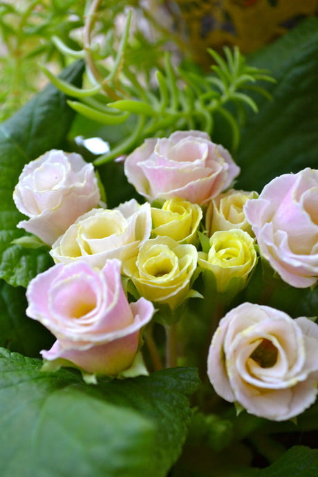 Primula 'Bellerose' jordviva – färgrik viva med halvfyllda, vågiga blommor som skiftar från cremegult till aprikosrosa; tidig vårblomma för kruka och inredning.