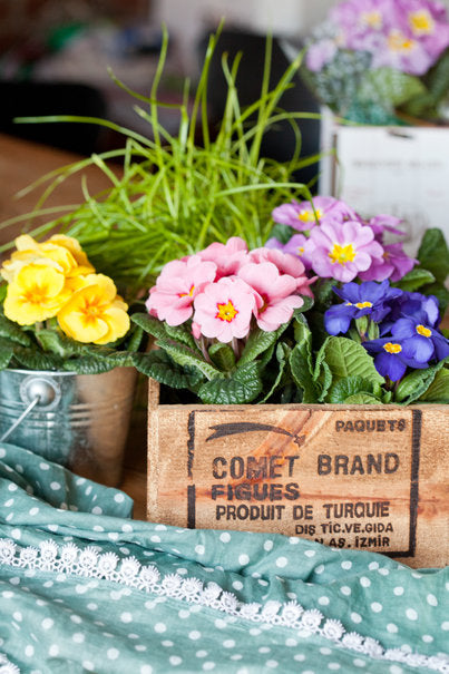 Färgranna jordvivor (Primula vulgaris) i gammal trälåda – placera flera tillsammans för färgexplosion; krukväxt för ljust men ej direkt sol, svalt läge och jämn vattning. Inspiration från Blomsterfrämjandet, foto: Minna Mercke Schmidt.