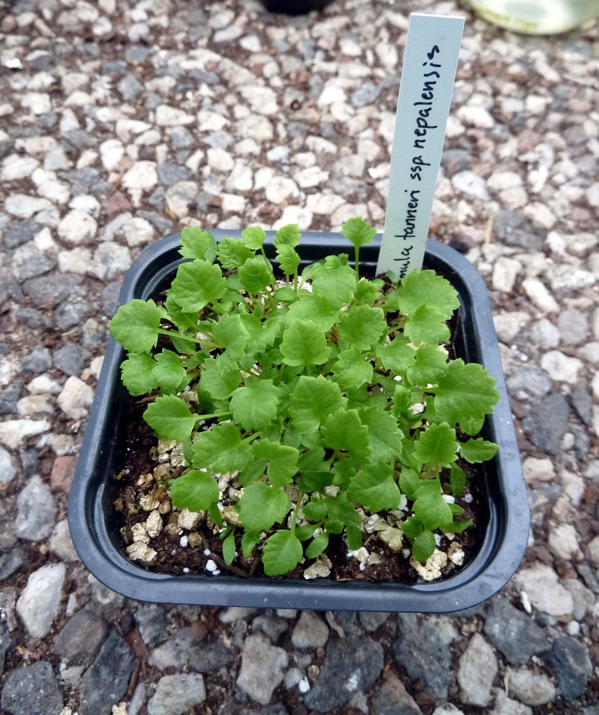 Primula tanneri ssp. nepalensis i blom – perenn primula; frösådd i såjord med kylbehandling (stratifiering), avhärdning och omskolning – råd från Helen Isaksson-Nymans blogg Tankar om och från min trädgård.