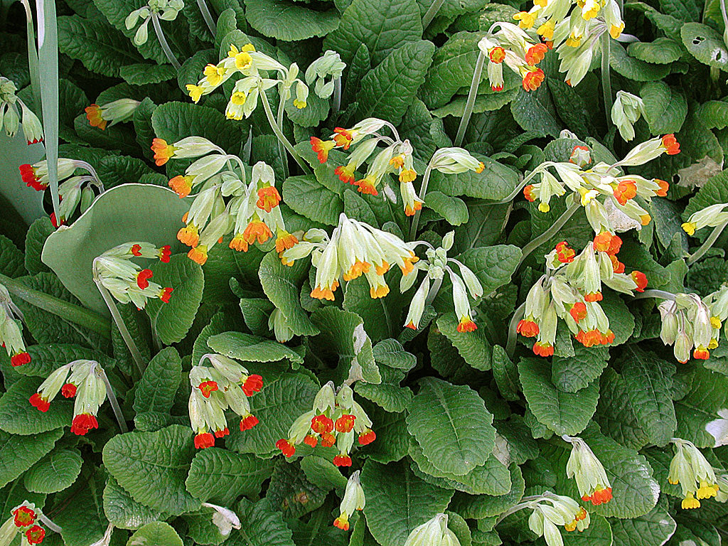 Gullviva (Primula veris) i flera färger – ljusgroende perenn för perennsådd från frö; så med lätt sand, ev. stratifiering och naturmetoden i drivbänk.