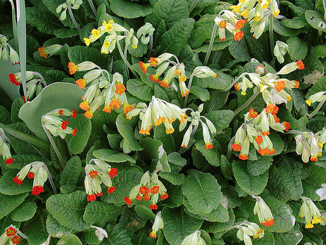 Gullviva (Primula veris) i flera färger – ljusgroende perenn för perennsådd från frö; så med lätt sand, ev. stratifiering och naturmetoden i drivbänk.