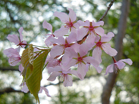 Prunus nipponica i full körsbärsblomning i Botaniska trädgården vid Spegeldammen – ljusrosa körsbärsträd; relaterad till dvärgkörsbär Prunus incisa ’Kojo-no-mai’, fågelbär Prunus avium och körsbärssorten ’Kirsa’.